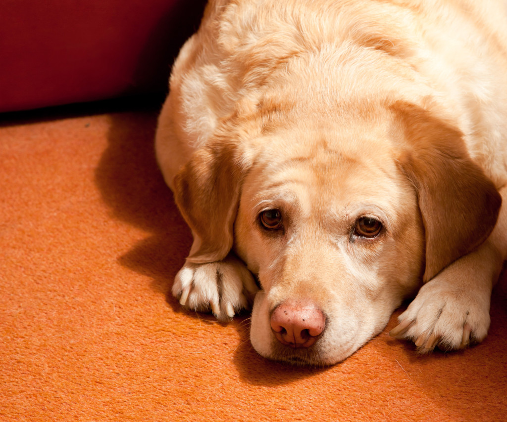 5 Tips for Cleaning Pet Stains Out of Carpet Flooring Ottawa